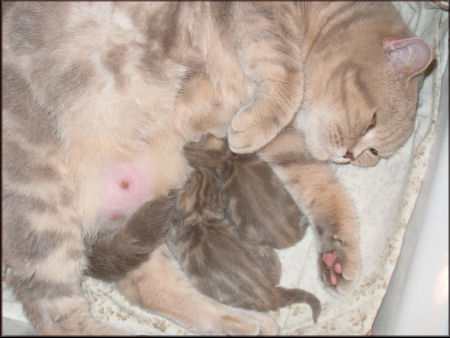 2 cucciole lilac tabby