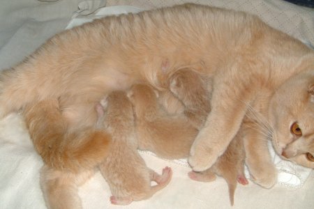 3 cuccioli british crema