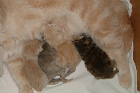 4 cuccioli exotic