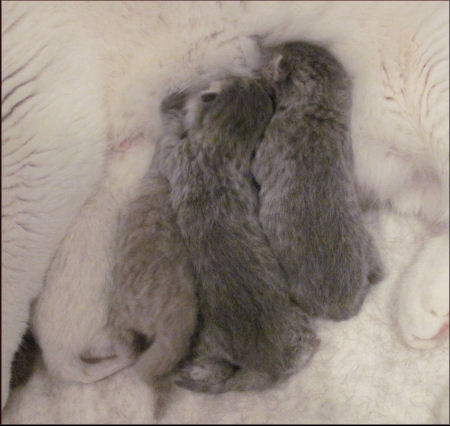 4 cuccioli british