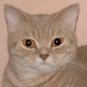 Emy