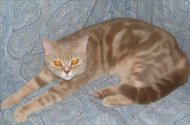 CH Klasilko's Cats Emancipation