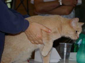 Evita sul tavolo del Giudice