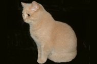 CH Skogfjolen's Evita