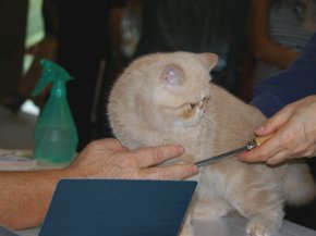 Leo