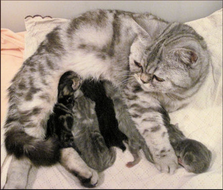 Morgana e i suoi 6 gattini