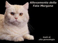 Isotta della Fata Morgana