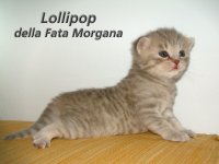 Lollipop della Fata Morgana