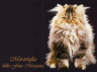 Meraviglia della Fata Morgana