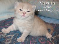 Narnia della Fata Morgana