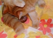 Nascita di un gattino