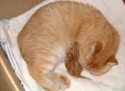 Il cucciolo inizia a nutrirsi